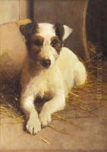 Study Of A Terrier