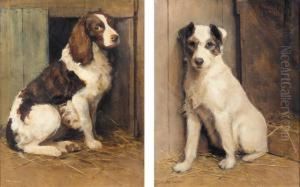 A Jack Russell; A Springer Spaniel
