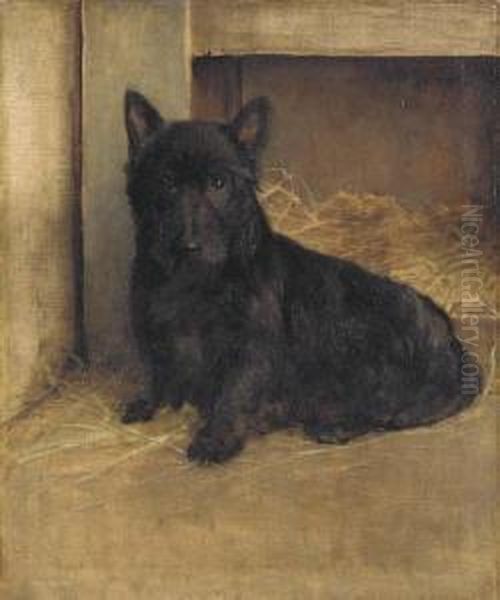 A Scottish Terrier - view 1