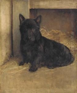 A Scottish Terrier