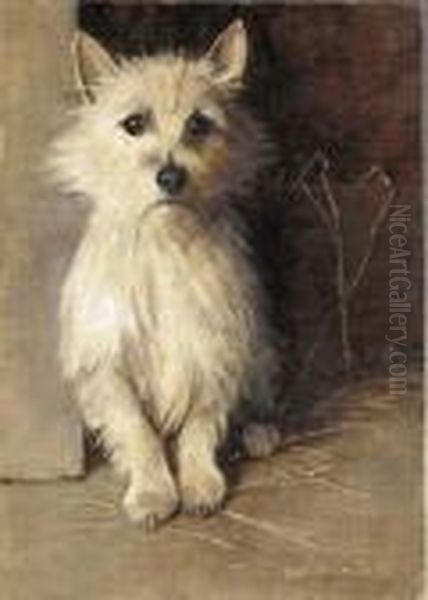 A West Highland Terrier - view 1