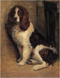 A Study Of A Spaniel