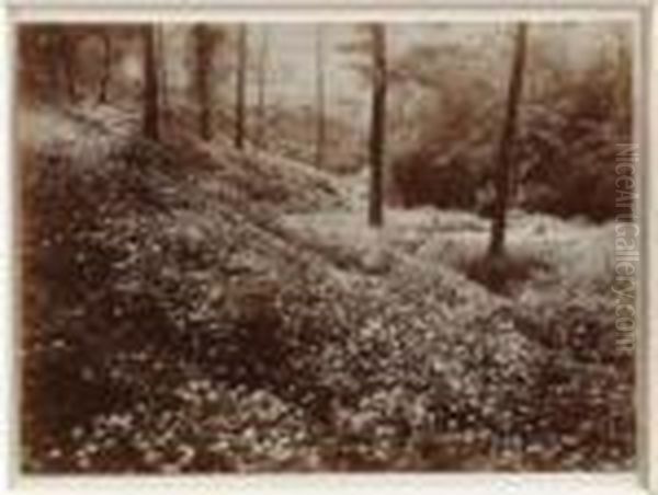 Bosco Fiorito - view 1