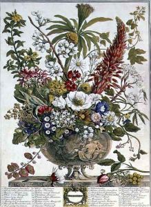 December, from 'Twelve Months of Flowers' by Pieter Casteels