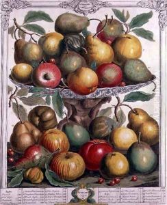 February, from 'Twelve Months of Fruits' by Pieter Casteels