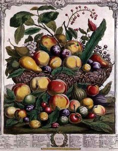 July, from 'Twelve Months of Fruits' July, from 'Twelve Months of Fruits'