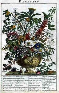 December, from 'The Flower Garden Displayed' December, from 'The Flower Garden Displayed'