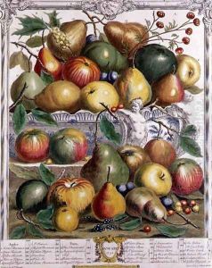 January, from 'Twelve Months of Fruits' by Pieter Casteels
