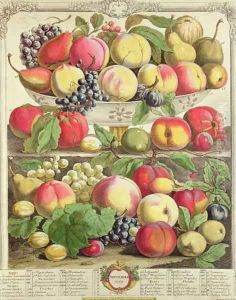September, from 'Twelve Months of Fruits'