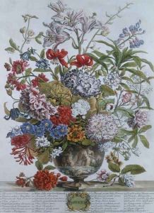 July, from 'Twelve Months of Flowers' by Pieter Casteels