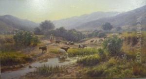 Chevres Au Paturage