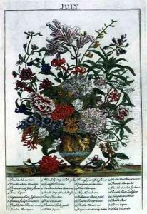 July, from 'The Flower Garden Displayed' by Pieter Casteels