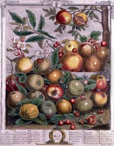 May, from 'Twelve Months of Fruits' by Pieter Casteels