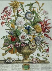 September, from 'Twelve Months of Flowers' by Pieter Casteels