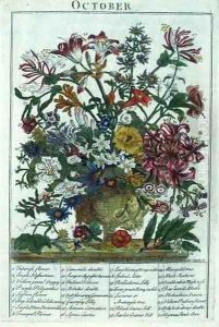 October, from 'The Flower Garden Displayed' by Pieter Casteels