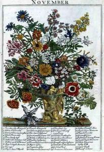 November, from 'The Flower Garden Displayed' by Pieter Casteels