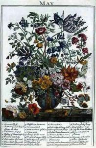 May, from 'The Flower Garden Displayed' by Pieter Casteels