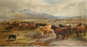 Collecting Cattle In The Highlands