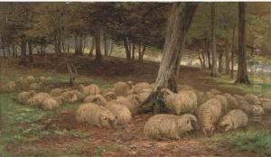 A Flock Of Sheep In A Woodland A Flock Of Sheep In A Woodland