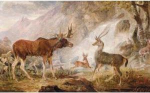 The Earl Of Orford's Elk From Norway, Antelope From Africa And Stag From Prince's Island