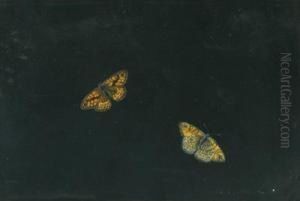 Due Farfalle by Giovanna Garzoni