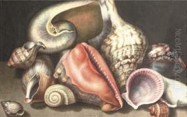 Various Shells On A Stone Ledge - view 1