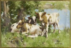 Calves By A Lake