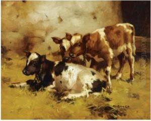 Calves In A Stable