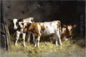 Calves At Rest