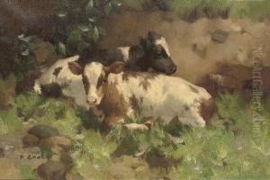 Ayrshire Calves