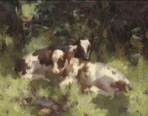 Calves Resting