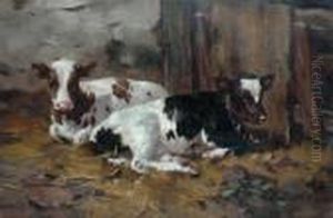 Calves In A Stable