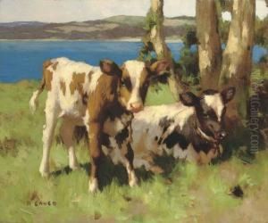 Calves In A Meadow by David Gauld