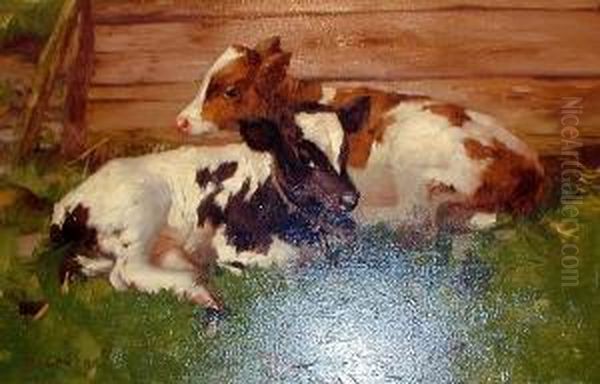 Two Calves Lying By A Fence - view 1
