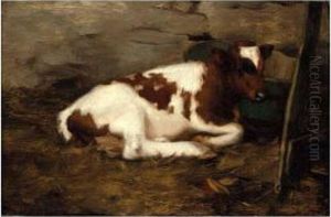 Resting Calf