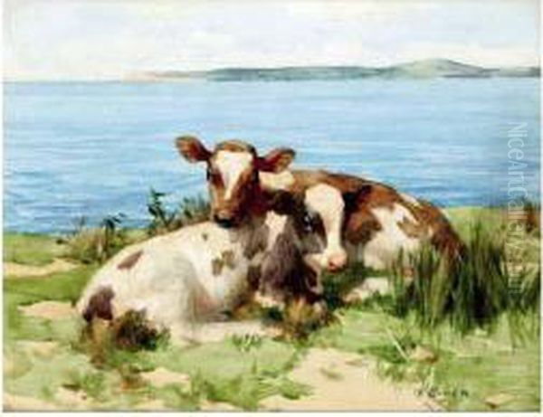 Calves Resting By The Sea - view 1