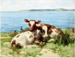 Calves Resting By The Sea