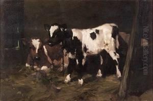 Calves In A Byre Calves In A Byre