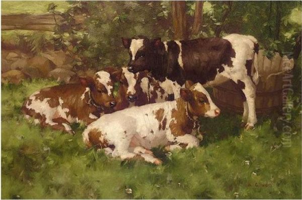 Calves Resting - view 1