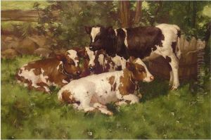 Calves Resting