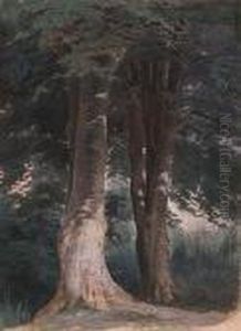 Beech Trees