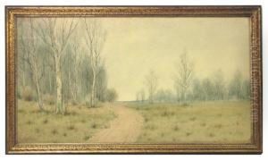 Path Through Birch Trees