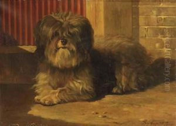 A Tibetan Terrier - view 1