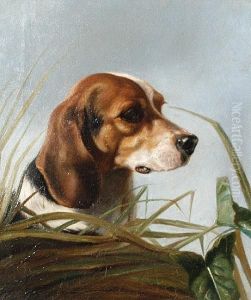 A Beagle