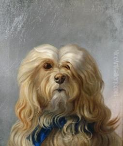 Maltese Terrier
