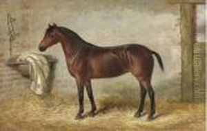 A Bay Hunter In A Stable