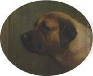 Head Of A Bull Mastiff