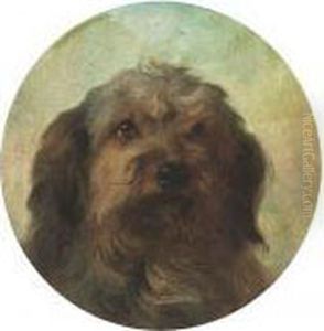 The Head Of A Collie