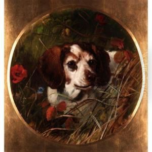 Study Of A Spaniel by George Earl