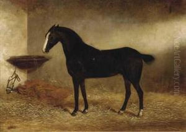 Bob, A Black Horse In A Stable - view 1
